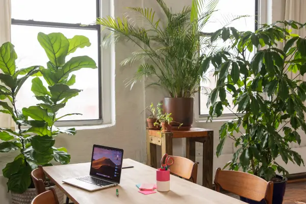 O Charme das Plantas de Interior: Como Decorar sua Casa com Elegância Verde