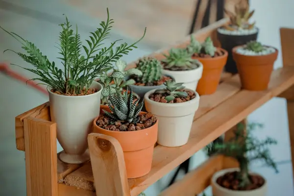 Florescendo em Limites: Como Criar Jardins Encantadores em Espaços Pequenos