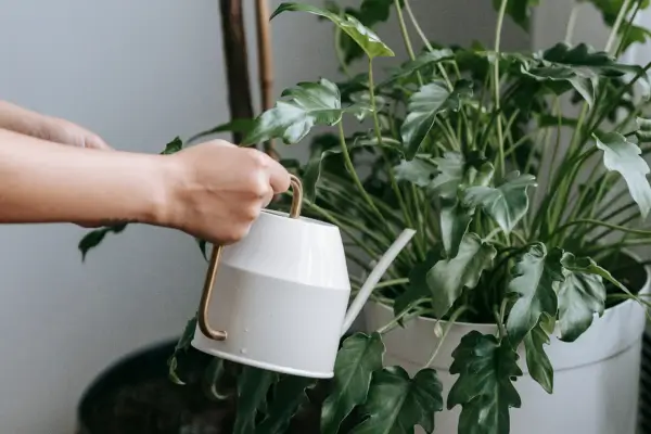 Os Melhores Métodos de Irrigação para Jardins Internos