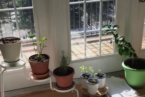 Estratégias Inteligentes para o Cultivo de Plantas em Apartamentos e Ambientes Internos