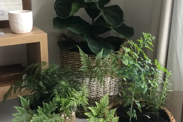 Plantas Felizes, Espaços Felizes: A Importância dos Cuidados Adequados do seu Jardim