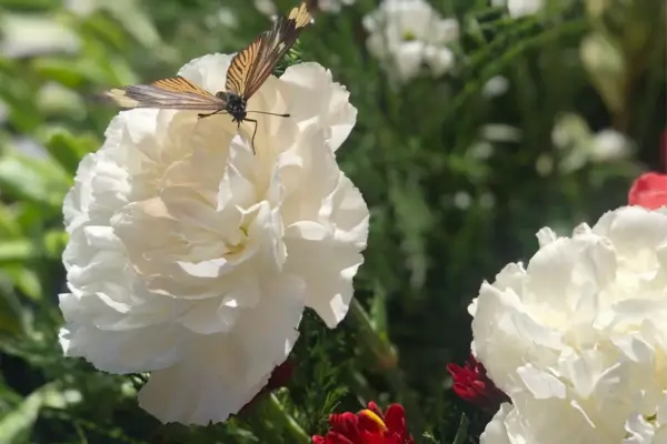 Jardim de Borboletas: Beleza e Cor com Plantas que Atraem Borboletas em Ambientes Internos