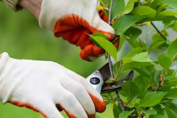 O Poder da Poda: Técnicas para Manter seu Jardim Sempre Bonito e Bem Cuidado